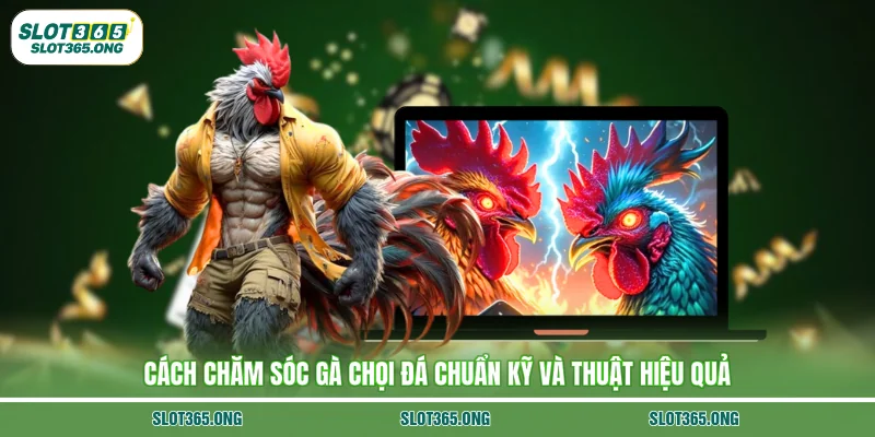 Cách chăm sóc gà chọi đá