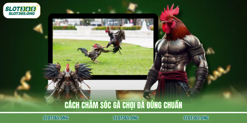 Cách chăm sóc gà chọi đá đúng chuẩn