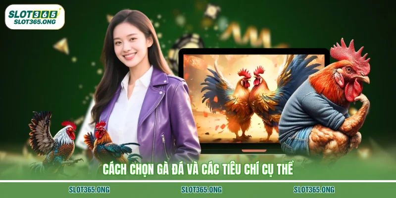 Cách chọn gà đá và các tiêu chí cụ thể